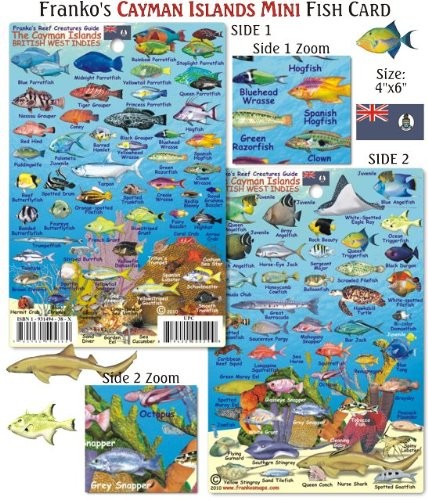 Franko Maps Mini Cayman Islands Reef Creatures Fish ID for Scuba Divers and…